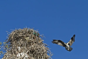 Adult osprey (Pandion haliaetus) with fish, Gulf of California (Sea of Cortez) Baja California Sur, Mexico, North America