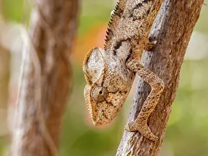 Lizard Prints: Adult Oustalets chameleon found on a branch in a Madagascar reserve