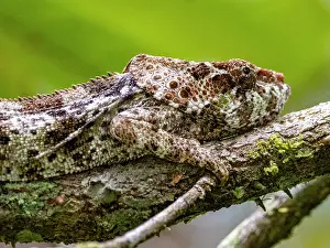 Lizard Prints: Adult Oustalets chameleon resting on a branch in Madagascar's Anjajavy Private Reserve