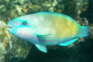 Raja Ampat Prints: An adult Pacific bullethead parrotfish (Chlorurus spiluris)