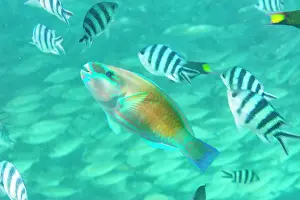 An adult Pacific bullethead parrotfish (Chlorurus spiluris), off the reef on Kawe Island, Raja Ampat, Indonesia, Southeast Asia