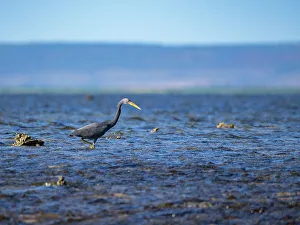 Shorebird Prints: An adult Pacific reef heron (Egretta sacra)