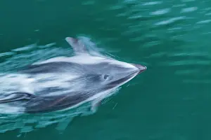 Strait Prints: An adult Pacific white-sided dolphin (Lagenorhynchus obliquidens) bow-riding in Johnstone Strait
