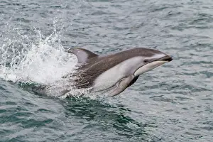 Strait Prints: An adult Pacific white-sided dolphin (Lagenorhynchus obliquidens) leaping in Johnstone Strait