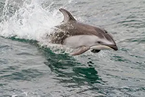 Oceanic Prints: An adult Pacific white-sided dolphin (Lagenorhynchus obliquidens) leaping in Johnstone Strait