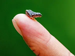 Finger Prints: An adult painted forest toadlet