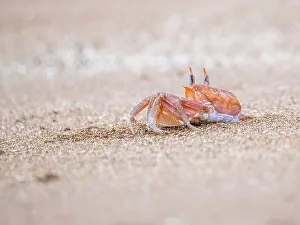 Crab Prints: An adult painted ghost crab (Ocypode guadichaudii)
