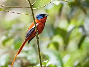 Bright Prints: Adult paradise flycatcher perched on a tree limb calling in Andasibe Madagascar