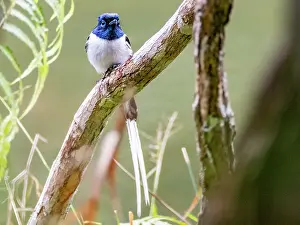 Feathers Prints: Adult paradise flycatcher perched on a tree limb in Madagascar during a sunny day