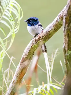Indigenous Prints: Adult paradise flycatcher resting on a tree limb in Andasibe