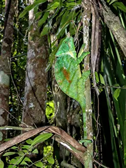 Limbs Prints: Adult Parsons chameleon climbing on branches in Madagascar rain forest during daytime