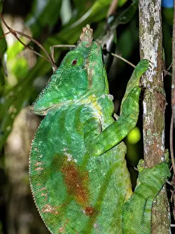 Lizard Prints: Adult Parsons chameleon climbing a tree in Madagascar rainforest habitat near Andasibe