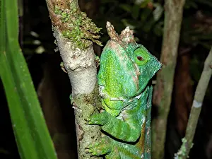 Nocturnal Prints: Adult Parsons chameleon climbing a tree in Madagascar with vibrant colors and distinct features