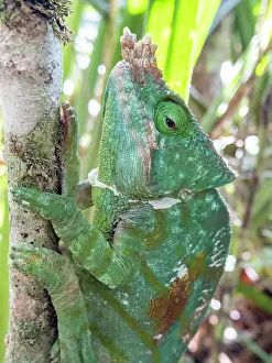 Lizard Prints: Adult Parsons chameleon climbing a tree in Ranomafana Botanical Gardens, Madagascar