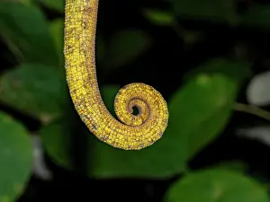 Naturalist Prints: Adult Parsons chameleon displays tail in Ranomafana Botanical Gardens