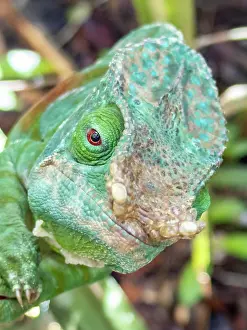 Lizard Prints: Adult Parsons chameleon found in Ranomafana Botanical Gardens in Madagascar during daylight hours observing its