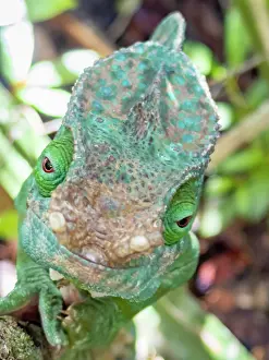 Lizard Prints: Adult Parsons chameleon resting on branch in Ranomafana Botanical Gardens during daylight hours in Madagascar