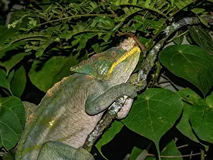 Nighttime Prints: Adult Parsons chameleon resting on a branch in Ranomafana Botanical Gardens during nighttime in Madagascar