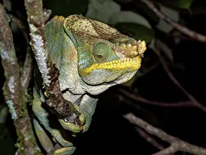 Loss Prints: Adult Parsons chameleon rests on a branch at night in Madagascar rainforest