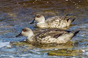 Feathers Prints: Two adult Patagonian crested ducks swim in clear waters near East island in the Falkland Islands in the South Atlantic
