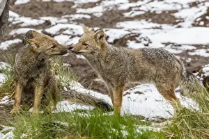 Face To Face Prints: Adult Patagonian red fox (Lycalopex culpaeus) pair in La Pataya Bay