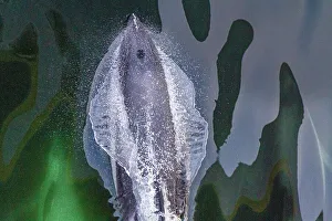 Ocean Waves Prints: Adult Peale's Dolphin (Lagenorhynchus australis)