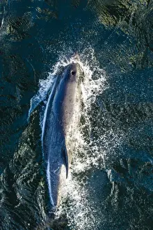 High Angles Prints: Adult Peales dolphin (Lagenorhynchus australis) bow-riding