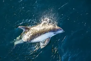 Adult Peales dolphin (Lagenorhynchus australis) bow-riding, New Island, Falkland Islands, South Atlantic Ocean, South America