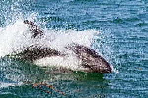 Experiences Prints: Adult Peale's Dolphin (Lagenorhynchus australis) bow-riding Zodiacs on New Island in the Falkland Islands