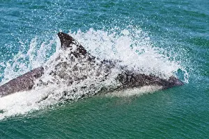 Adult Peale's Dolphin (Lagenorhynchus australis) bow-riding Zodiacs on New Island in the Falkland Islands
