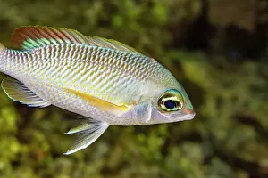 Tropical Climate Prints: An adult pearly monocle bream (Scolopsis margaritifera)