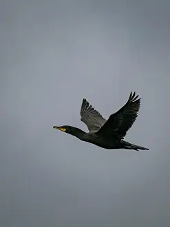 Large Prints: Adult pelagic cormorant flies over the Aleutian Islands