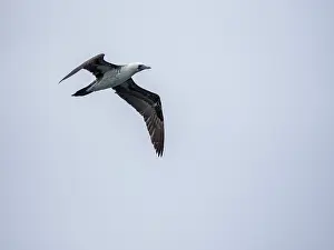 Avifauna Prints: Adult Peruvian booby in flight over the ocean near Palomino Islands in Peru during daytime