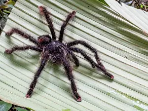 Entomology Prints: An adult Peruvian pinktoe tarantula