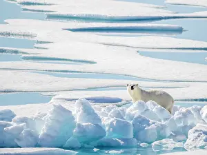 Adult polar bear (Ursus maritimus) in 10/10ths pack ice in McClintock Channel, Northwest Passage, Nunavut, Canada, North America