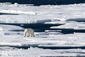 Adult polar bear (Ursus maritimus), walking on open ice, Queens Channel