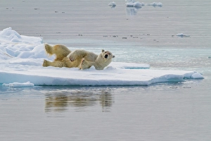 Ursus Prints: Adult polar bear (Ursus maritimus)