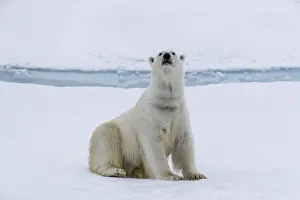 Adult polar bear (Ursus maritimus) cleaning its fur from a recent kill on ice near
