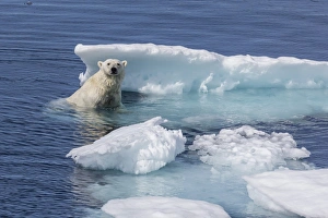 Baffin Island Prints: Adult polar bear (Ursus maritimus) emerging onto ice