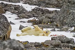 Ursus Prints: An adult polar bear (Ursus maritimus) guarding a caribou kill in Holmabukta in the Svalbard Archipelago