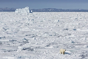 Baffin Island Prints: Adult polar bear (Ursus maritimus) on ice floe