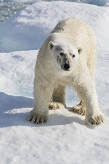 Adult polar bear (Ursus maritimus) on ice floe, Cumberland Peninsula, Baffin Island, Nunavut, Canada, North America