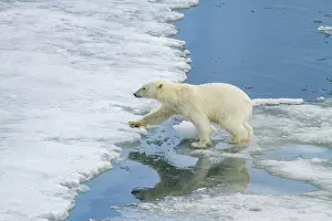 Arctic Circle Prints: An adult polar bear (Ursus maritimus) leaping from ice floe to ice floe in the Svalbard Archipelago
