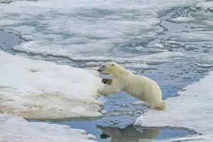 Isolated Prints: An adult polar bear (Ursus maritimus) leaping from ice floe to ice floe in the Svalbard Archipelago