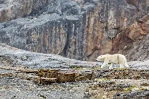 Adult polar bear (Ursus maritimus) in the mist in the Savage Islands, Nunavut, Canada, North America