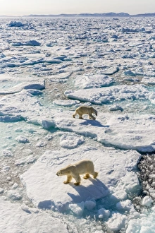 Nunavut Prints: Adult polar bears (Ursus maritimus)