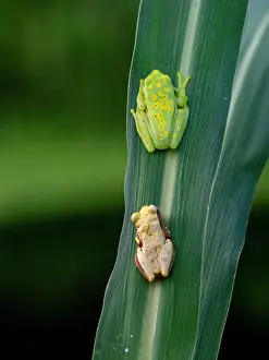 Loss Prints: An adult polka-dot tree frog, Boana punctata