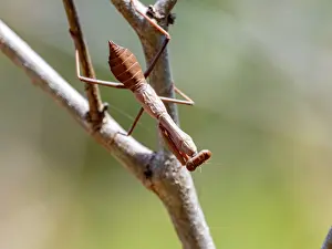 Entomology Prints: Adult praying mantis Genus Tarachomantis resting on tree branch in forest habitat of Madagascar's Isalo National