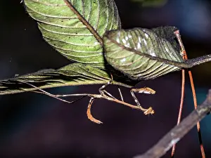 Limbs Prints: Adult praying mantis Genus Tisma rests on a tree branch in its natural habitat in Madagascar viewing its surroundings
