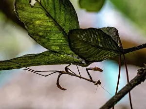 Skills Prints: Adult praying mantis sits on a tree branch in Madagascar among green leaves during daytime